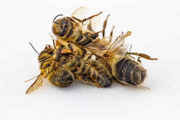 viele tote Bienen liegen vor weißem Hintergrund