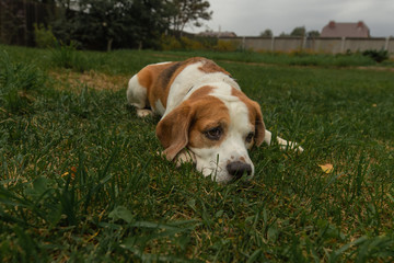 Naklejka na ściany i meble Beagle dog lies on the grass. Beautiful dog.