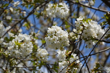 Beautiful White Cherry Blossom Branch with Blue Sky