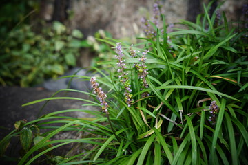 草, 緑, 自然, 植える, 庭, 芝, 野原, 葉, 
