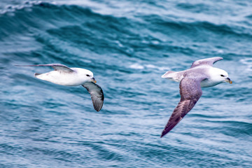 Northern fulmar flying low