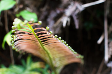 先端がカールしているヒリュウシダの葉