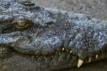 Crocodile teeth