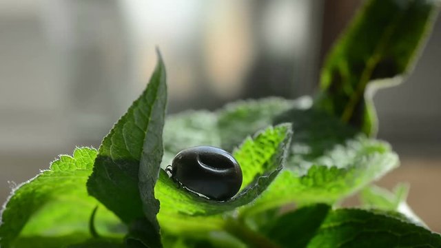Blood-sucking ectoparasites - A tick soaked in blood on a green leaf
