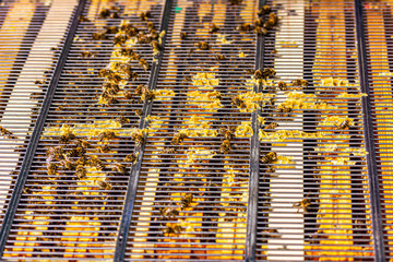 vielen Honigbienen in ihrer Bienenbox
