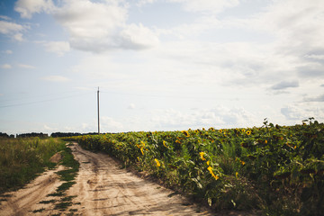road in a field of sunflowers beautiful sky