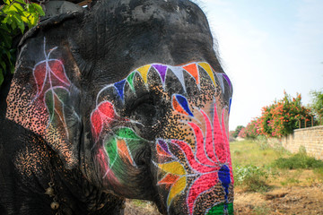 indian elephant in the mountains