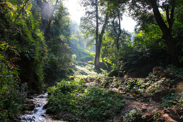 morning in the forest