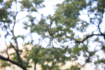 spider in a web