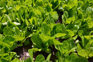 Fototapeta premium growing natural lettuce in the village