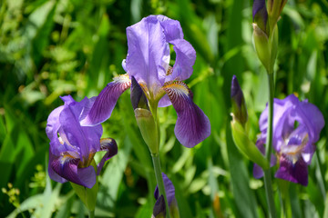 colorful Orris root plant in the garden