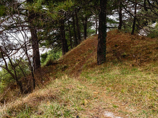 Evergreen large pine trees grow on a hillside on a cloudy day.