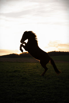 Silhouette von einem wilden Pferd steigt vor Sonnenuntergang