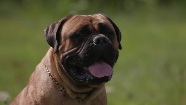 grown male mustiff dog