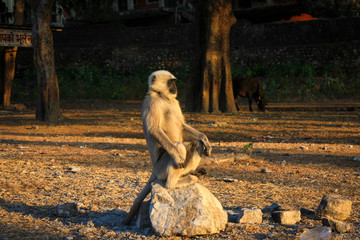 monkey sitting on a rock