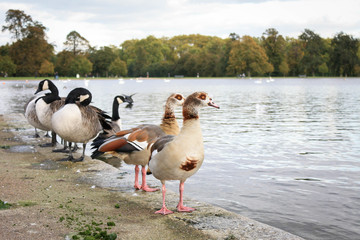 ducks on the lake