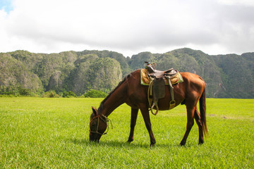 horse in the field