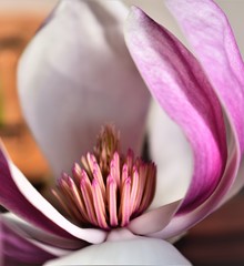 closeup of pink magnolia flower