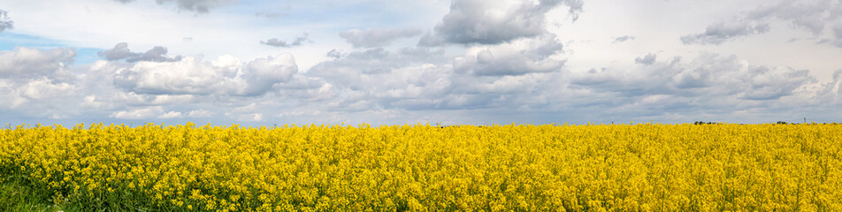 Obraz premium ein großes blühendes Rapsfeld bei bewölktem Himmel