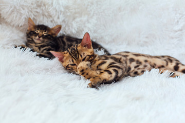 Little charcoal and gold bengal kittens laying on the white background.
