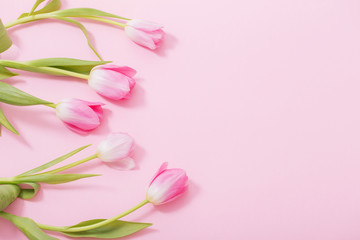 beautiful pink tulips on pink background