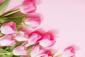 Obraz premium beautiful pink tulips on pink background