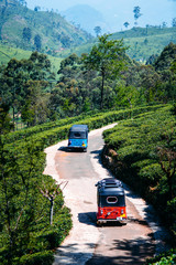 Two rickshaw ot tuk tuk on the road between tea plantation on Sri Lanka. Beautiful landscape with green fields of tea and mountains on the background. Lipton Seat, Haputale.