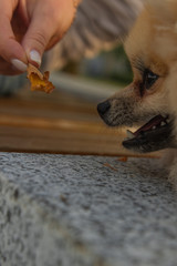 Beautiful Pomeranian