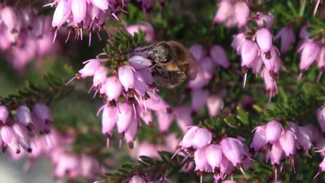 eine Biene sammelt auf einer Blume (Schneeheide) Honig