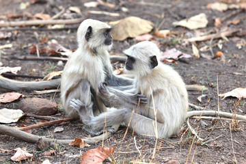 Obraz premium Monkey duo