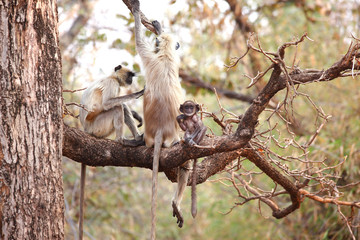 Monkey family