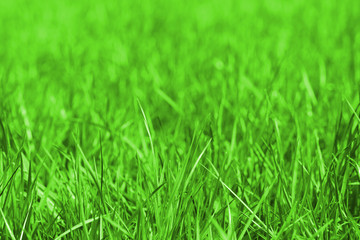 Perfect fresh green grass background, spring grass, selective focus