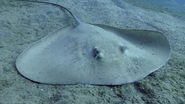 Albino Longtail Stingray (Himantura uarnak) lies on sandy bottom. Camera zooming, close-up. Red sea, Egypt