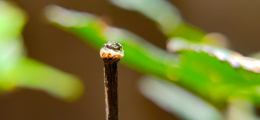 Micro photography of a water droplet on a plant