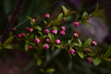 Fototapeta premium pink flowers