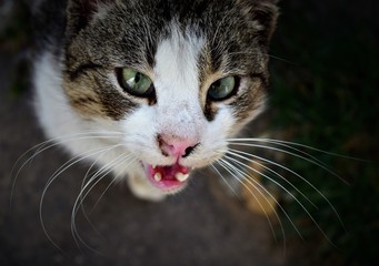 portrait of a cat with blue eyes