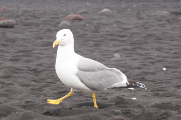 Fototapeta premium Möve