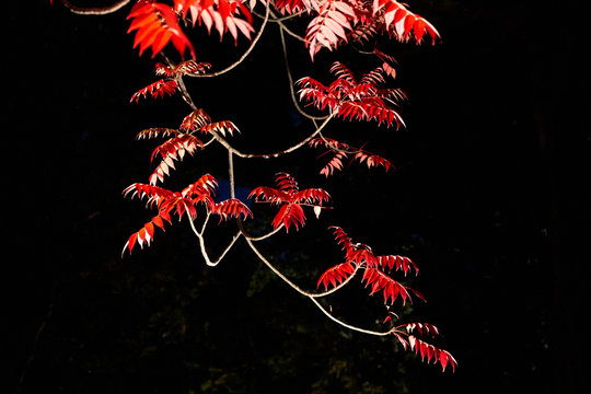 Red tree leaves lightened up at night