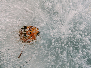 autumn tree leaf in ice