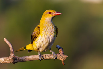 beautiful Oriole sitting on a branch