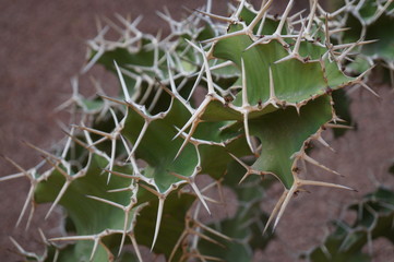 Kaktus