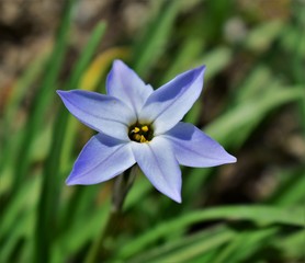 blue flower on green background of grass