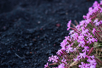 Fiori
