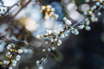 white closed buds covered with ice on a sunny day in spring. Sunlight and bokeh in the background.