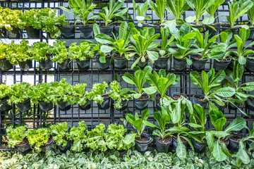Rows of organic vegetables in black plastic pots on vertical garden
