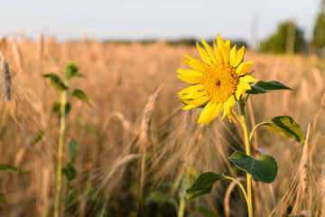 Fototapeta premium Lonely blooming sunflower flower against a wheat field against trees and blue sky. Summer landscape with a wheat field and sunflowers. Beautiful agriculture background