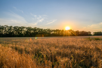 A beautiful sunset sky with clouds above the forest floor and a large field of wheat. Beautiful rural panorama of a field with wheat. General view of the colorful sunset, sunrise over the wheat field