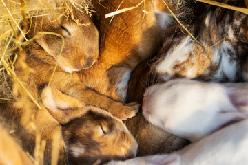 cute multi-colored rabbits sleep in their nest