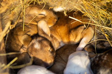 cute rabbits sleep in their nest