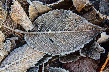 Autumn leaves covered with hoarfrost